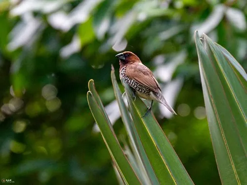 Scaly-Breasted Munia on Palm Leaves