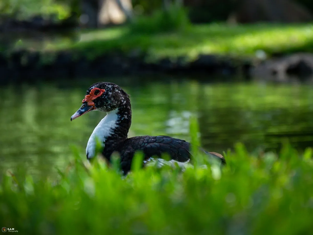 Muscovy duck resting in green grass beside a pond with soft water reflections in the background.