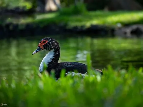 Muscovy Duck by the Pond