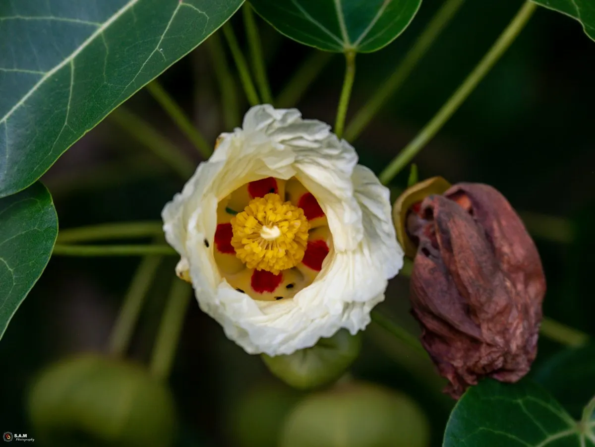 Sea hibiscus flower with cream petals, red centre, yellow stamens, and a faded brown bloom among green leaves in Mauritius.