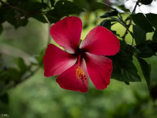 Red Hibiscus Flower in Bloom