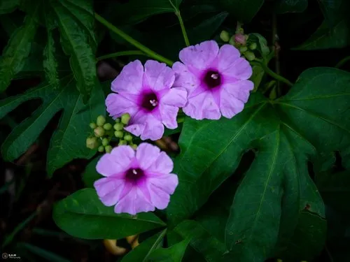 Pink Morning Glory Flowers and Green Leaves