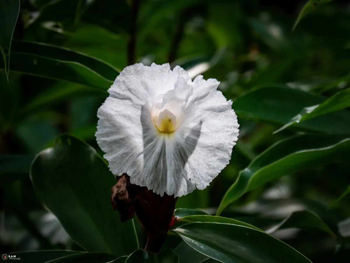 White crepe ginger flower with crinkled petals and yellow centre surrounded by glossy green tropical leaves.