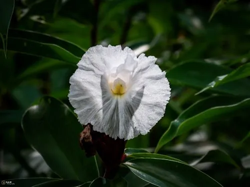 White Crepe Ginger Flower
