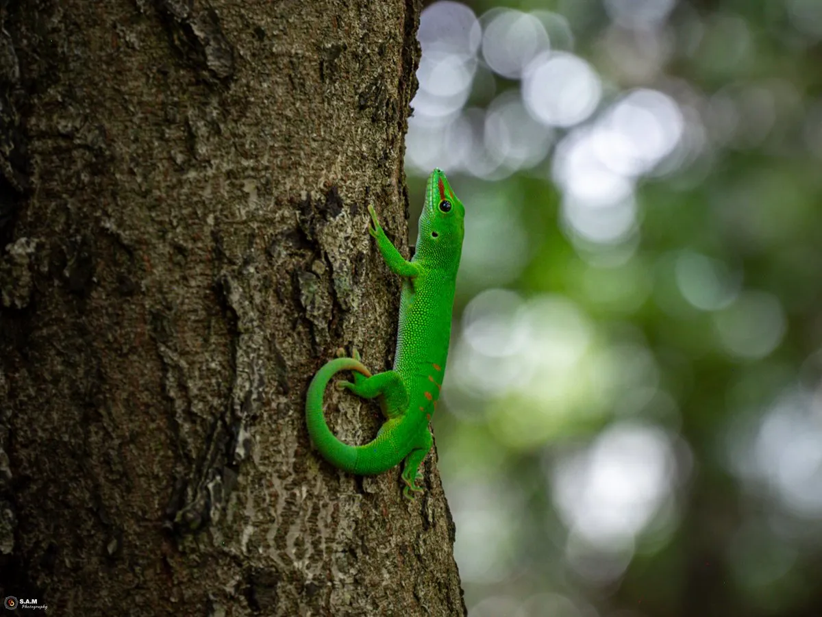 Close-up of a green gecko perched on a branch in Mauritius, showcasing its vibrant colors and natural habitat.