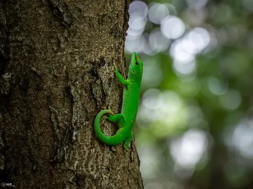 Green gecko of Madagascar & its impact on biodiversity in Mauritius