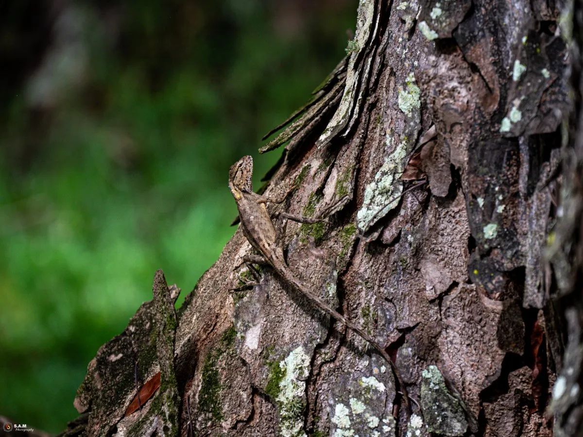 Camouflaged Oriental Garden Lizard resting on rough tree bark with a soft green natural background.