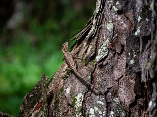 Camouflaged Garden Lizard on Tree Bark