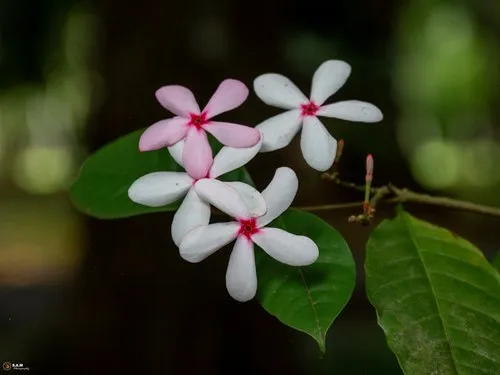 Pink and White Periwinkle Flowers