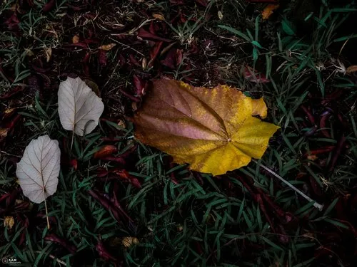 Fallen Tropical Leaves on Grass