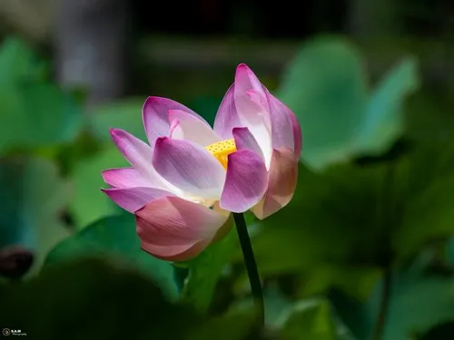 Lotus flower (Nelumbo nucifera) in bloom in Mauritius