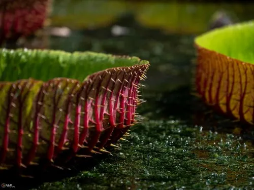 Giant Water Lily Leaves Close-Up