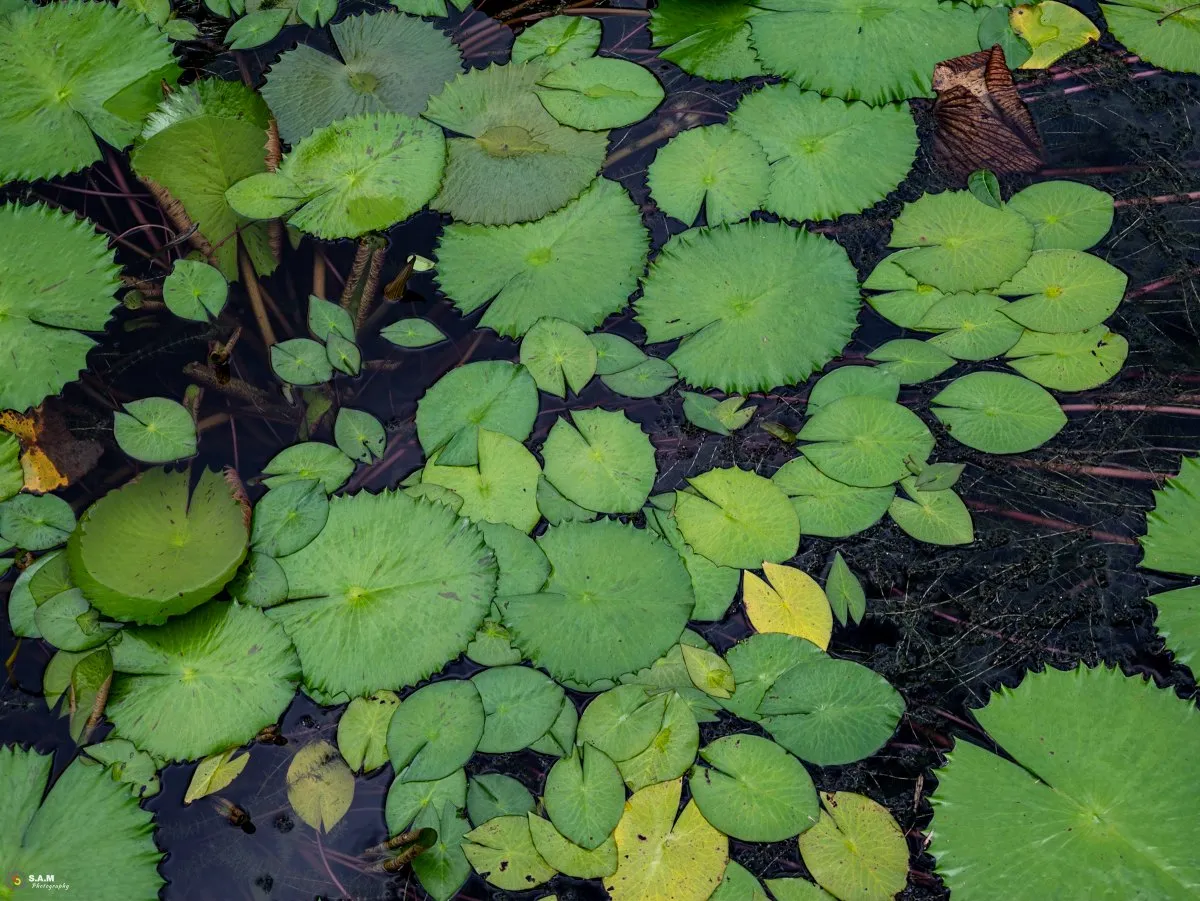 Green water lily leaves floating on dark pond water in a tropical wetland setting.