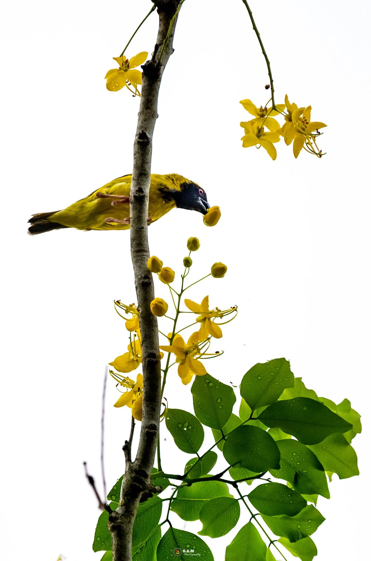 Male Village Weaver feeding among yellow Golden Shower Tree flowers in Mauritius.