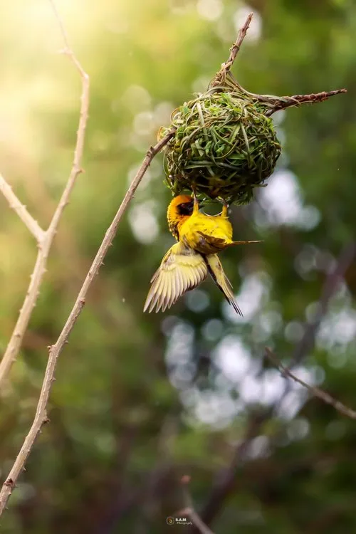 Weaver Bird Building a Hanging Nest