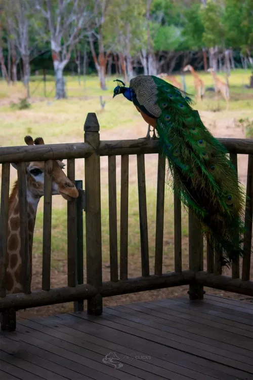Peacock and Giraffe at Casela