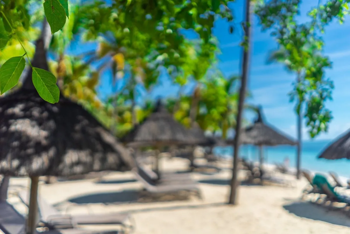 Tropical green leaves with blurred beach and sea background in Mauritius