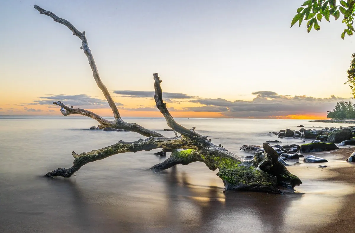 Fallen mossy tree on the secret beach at Tamarina with gentle waves and sunset in Mauritius