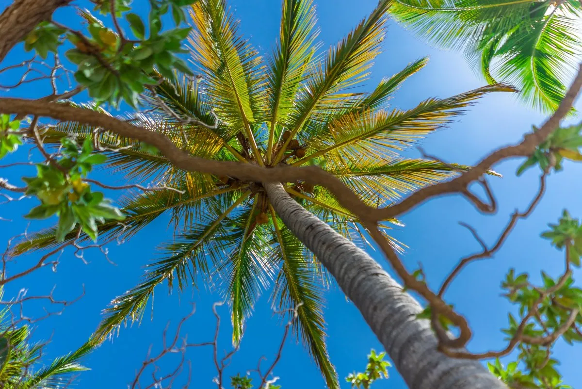Wide open branches of a tropical coconut palm tree with yellow coconuts in Mauritius
