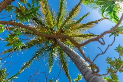 Wide open branches of tropical coconut palm beach tree
