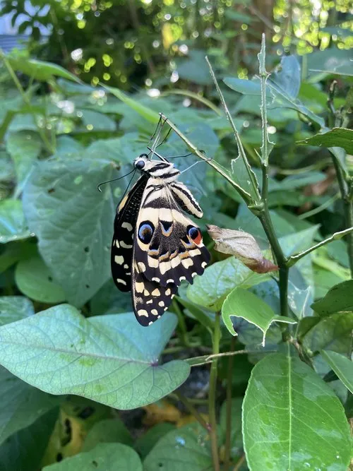 Christmas Butterfly Emerging from Cocoon