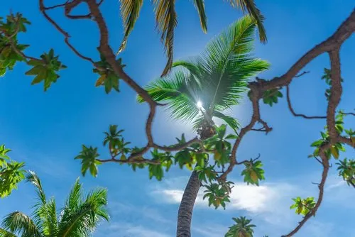 Lonely green palm tree with blue sky behind branches