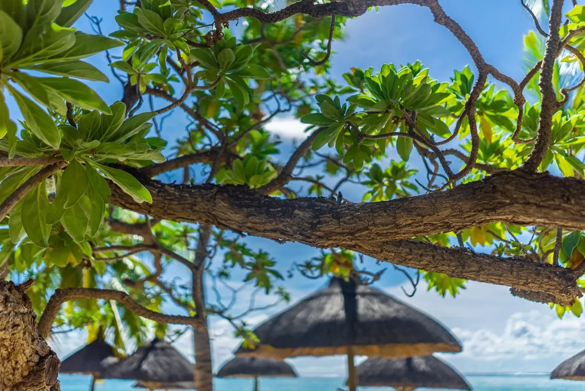 Close-up of Veloutier plant branches and leaves near the ocean at Le Paradis Beachcomber hotel in Mauritius
