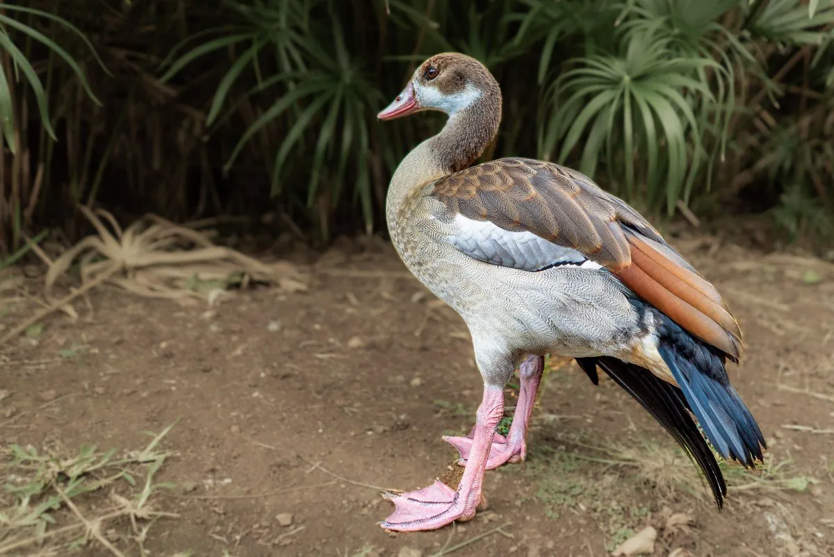 Egyptian Goose with distinctive markings at Casela Nature Parks in Mauritius