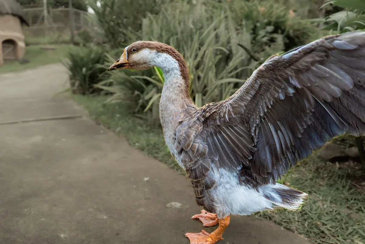 Chinese Goose spreading wings in Casela Nature Parks, Mauritius