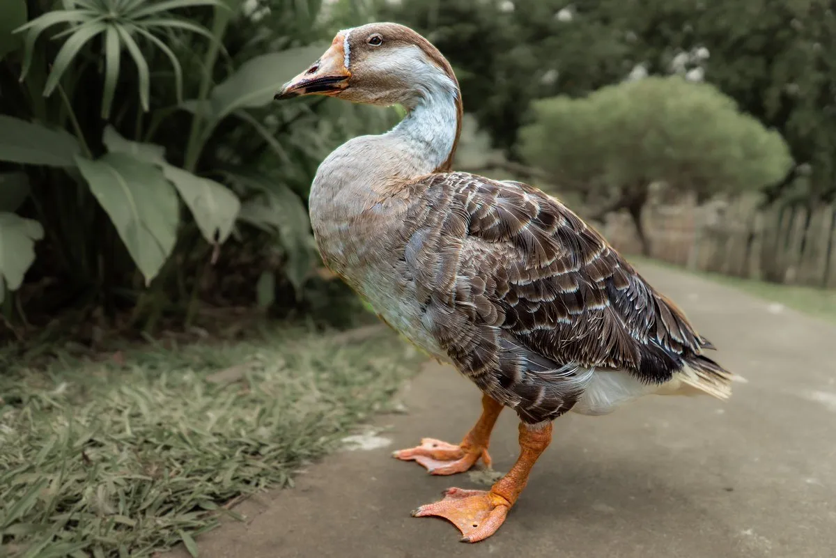 Majestic Chinese Goose with orange beak posing at Casela Nature Parks in Mauritius