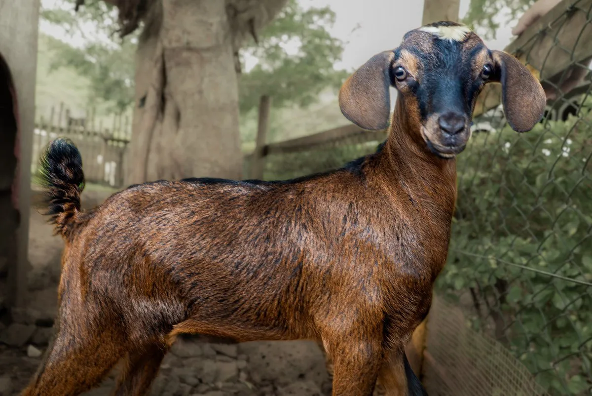 Playful Nubian goat with long floppy ears at Casela Nature Parks farm in Mauritius