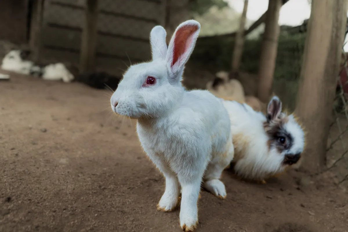 White albino and multi-colored rabbits at Casela Nature Parks in Mauritius