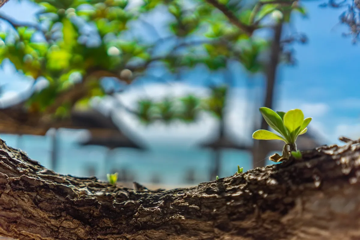 Small green leaves blooming on a tree trunk by the seaside in Mauritius's lush hotel garden