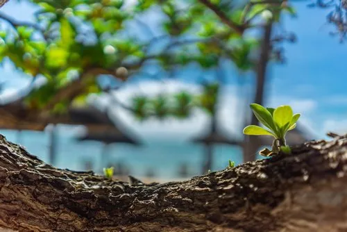 Small leaves blooming on tree trunk on seaside