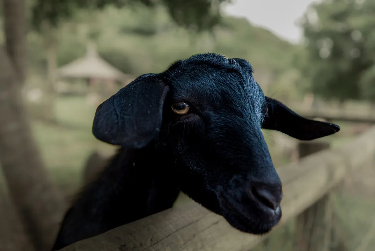 Striking black goat with glossy coat and golden eyes at Casela Nature Parks, Mauritius