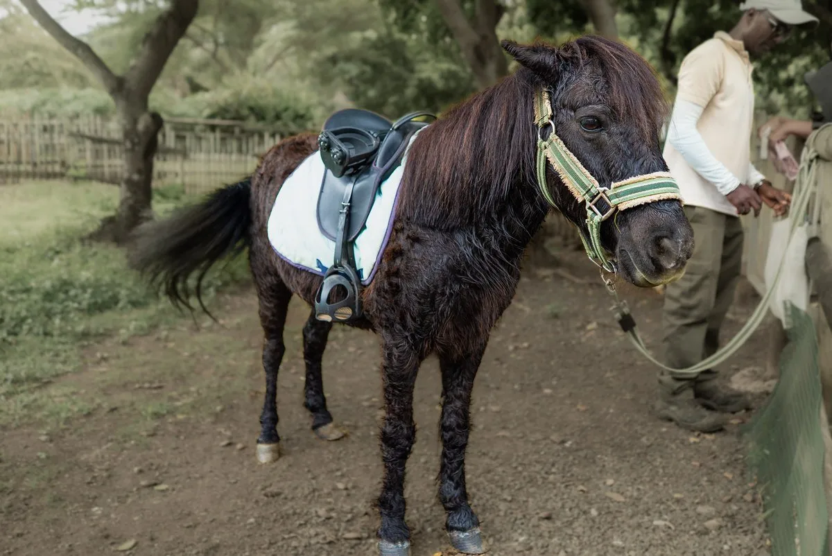 Friendly pony with saddle ready for riding at Casela Nature Parks in Mauritius