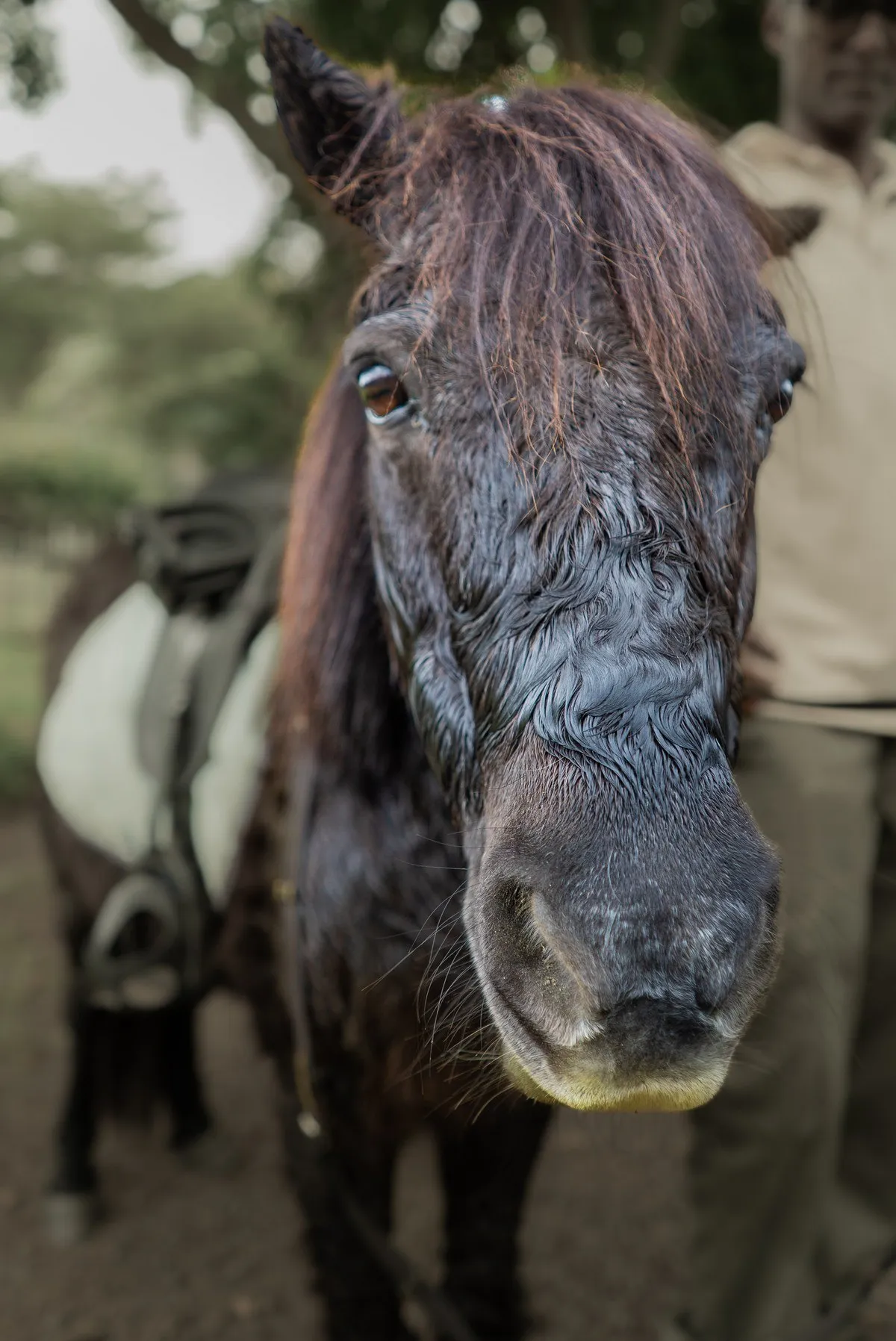 Close-up of a friendly pony at Casela Nature Parks in Mauritius with natural surroundings