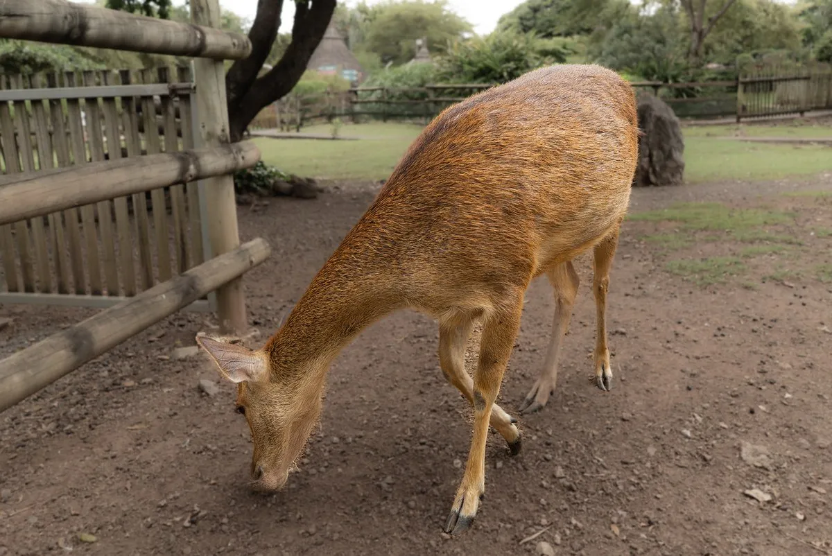 A graceful Java Deer at Casela Nature Parks in Mauritius standing in lush greenery