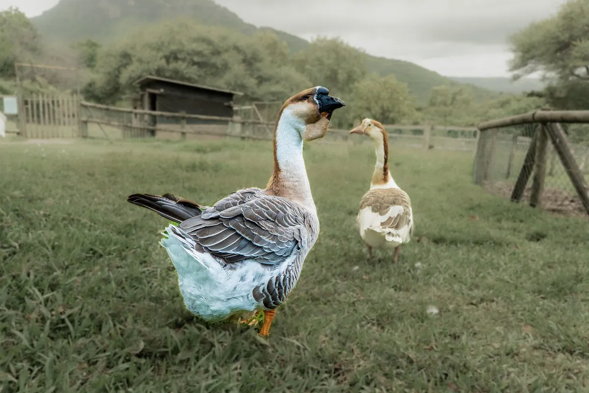 Elegant African Geese with knobbed beaks roaming grassy area at Casela Nature Parks in Mauritius