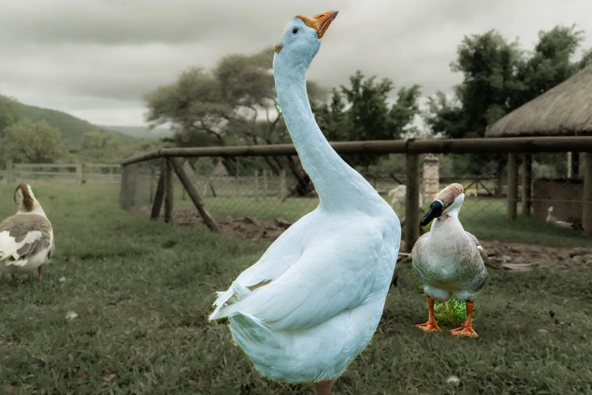 Two white geese standing in Casela Nature Park, Mauritius, showcasing peaceful wildlife in natural surroundings