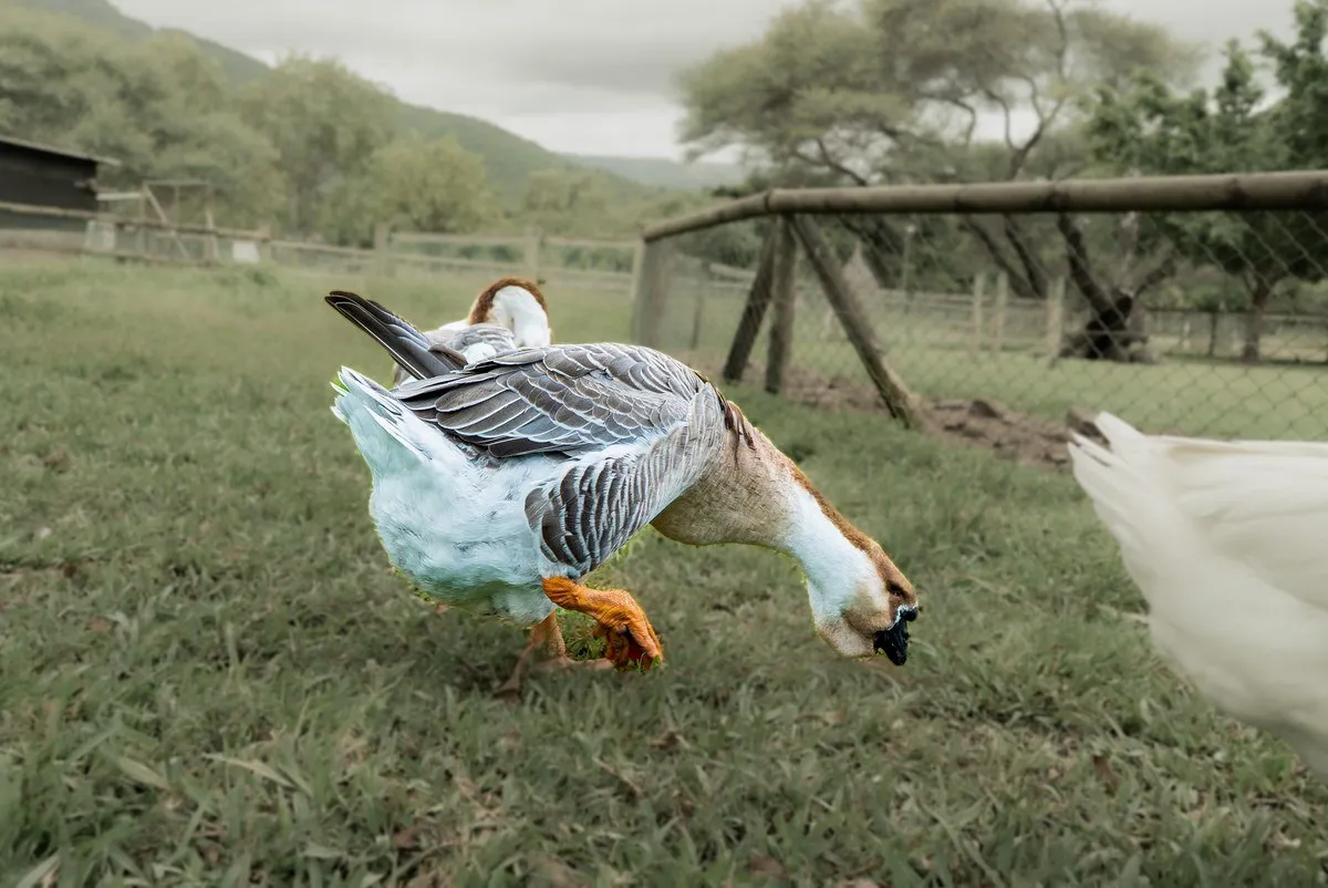 Chinese Goose with black beak knob feeding in grassy fields at Casela Nature Park, Mauritius