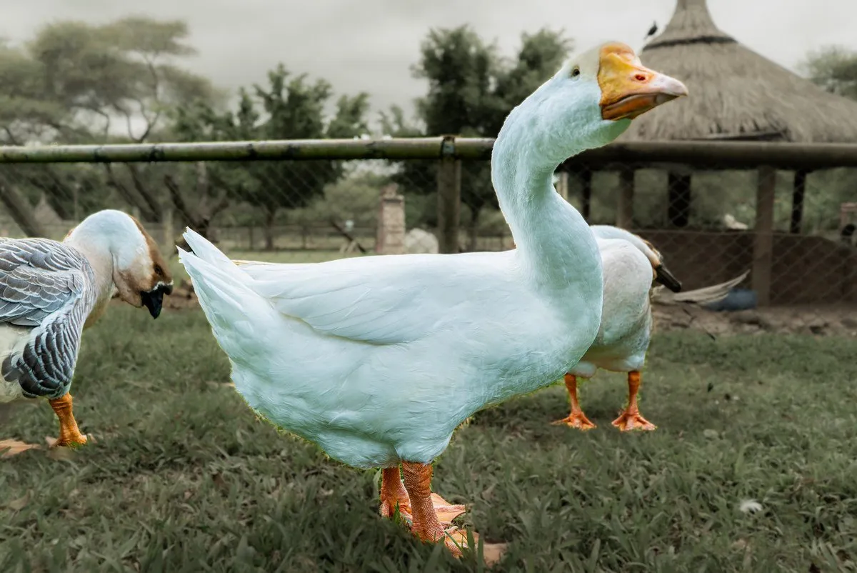 White Embden Goose with orange beak at Casela Nature Parks in Mauritius, calm and majestic.