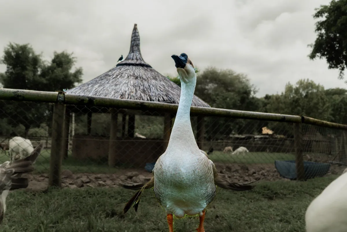 A watchful Chinese Goose with a slender neck at Casela Nature Parks, Mauritius, near a traditional thatched-roof structure.