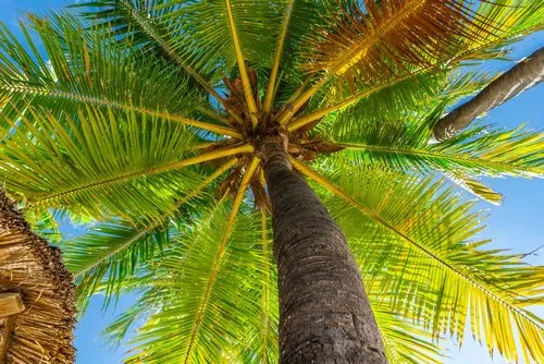 Tall Coconut tree with bright Yellow branches wide open