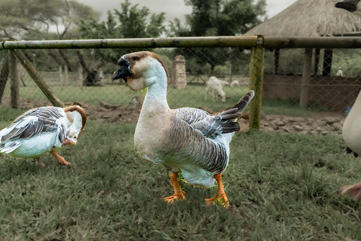 African Goose standing on green pasture at Casela Nature Parks farm in Mauritius