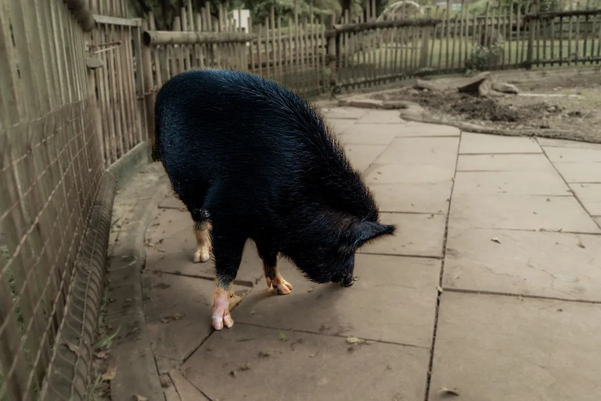 Wild boar sniffing the ground in Casela Nature Parks, Mauritius, exploring nature actively
