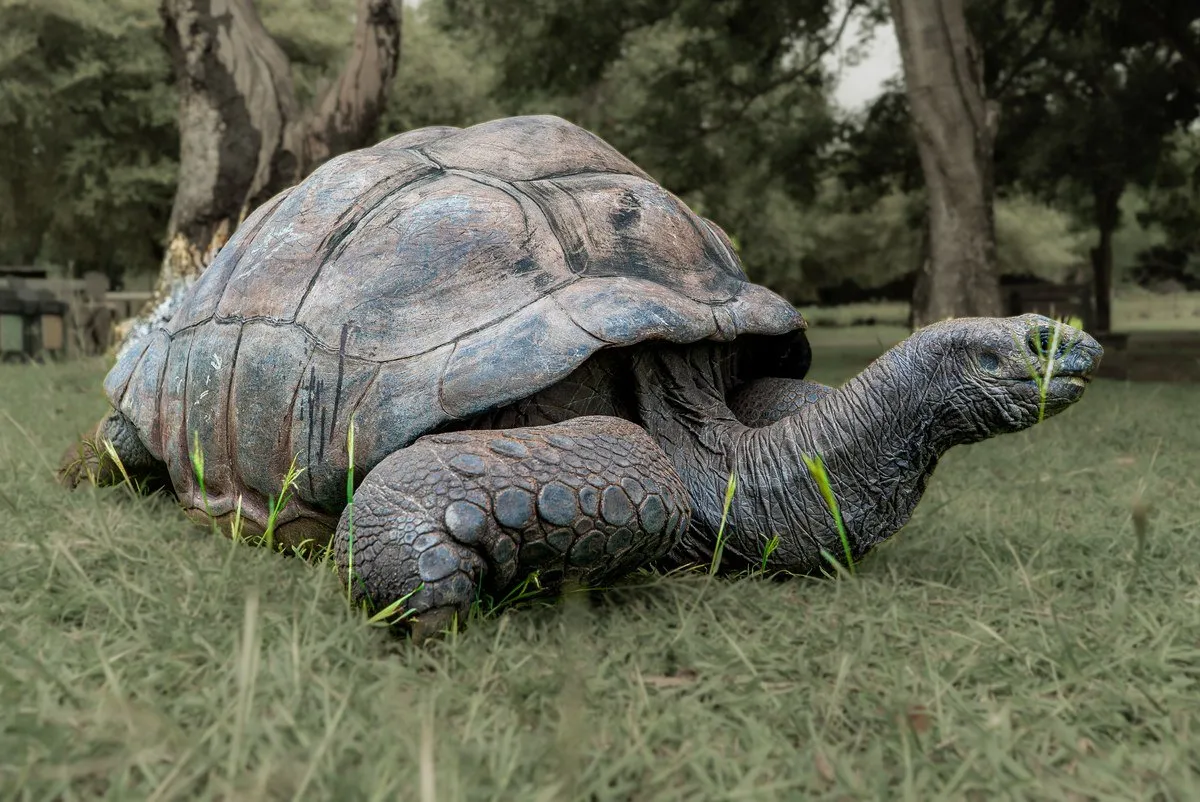 Aldabra giant tortoise walking slowly at Casela Nature Park in Mauritius