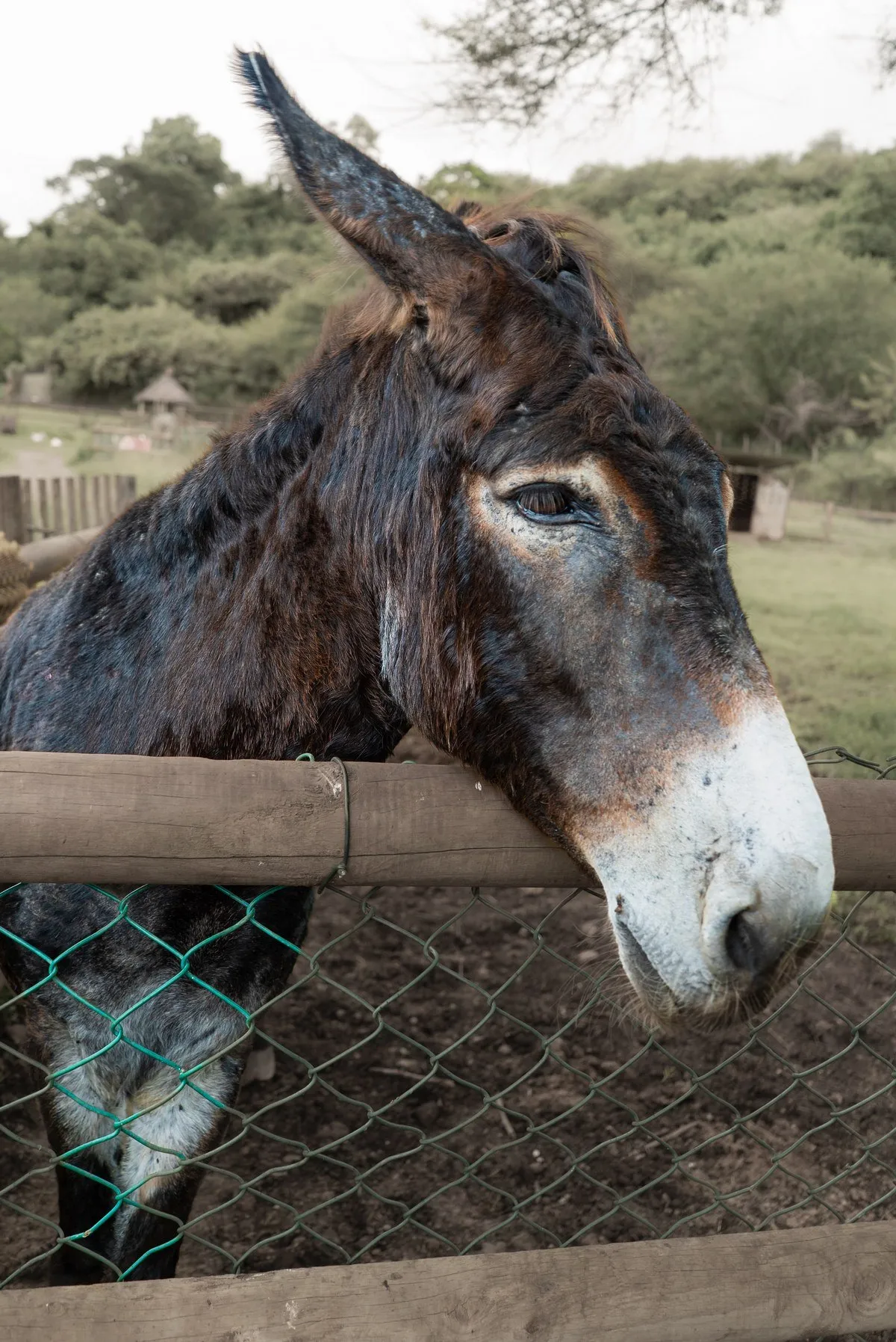 A gentle donkey with soulful eyes at Casela Nature Park farm in Mauritius