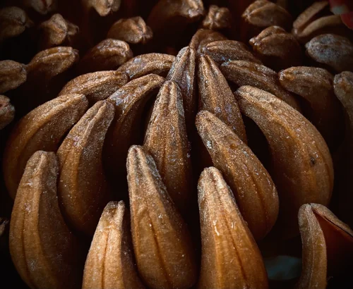 African Tulip Flower Buds Close-Up