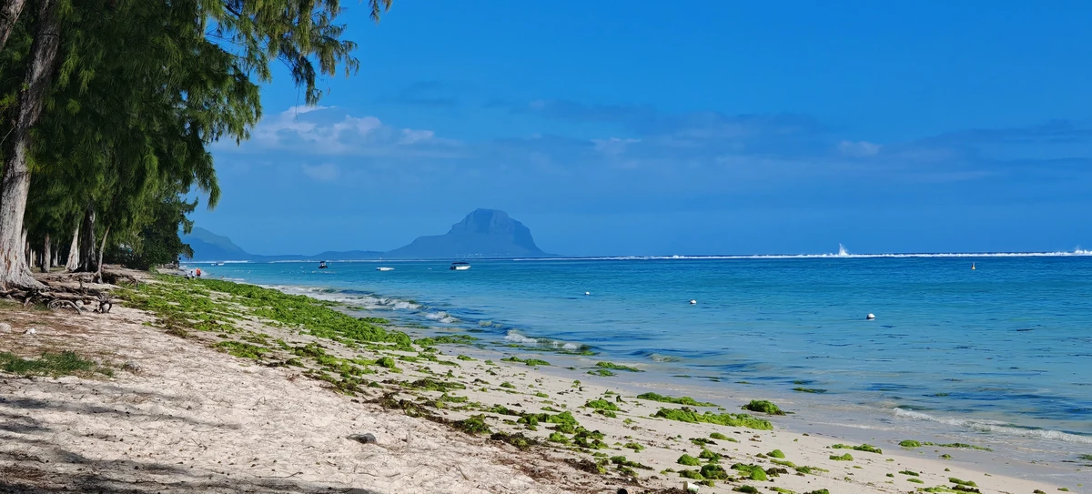 Panoramic view of Wolmar beach with green algae on the shore, filao trees, turquoise lagoon, and Le Morne mountain in the distance.